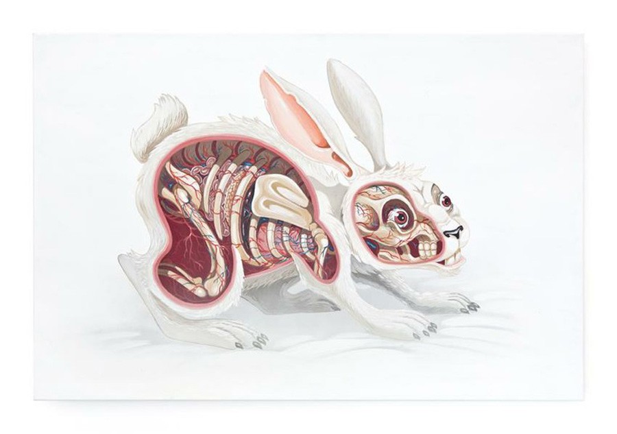 nychos rabbit illustration
