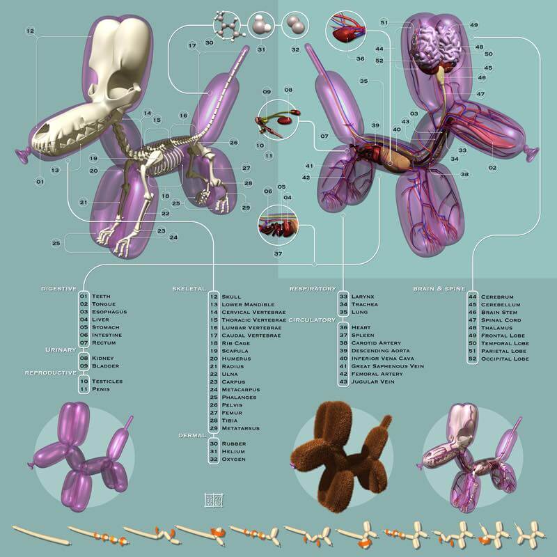 The Balloon Dog anatomy by jason freeny og print