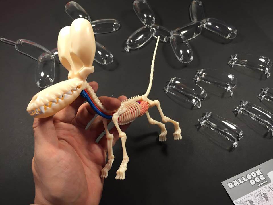 Balloon Dog Anatomy 4D Model Design Clear Detachable Skeleton Organ Toy 10" Long 
