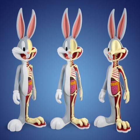 anatomical_wabbit_0